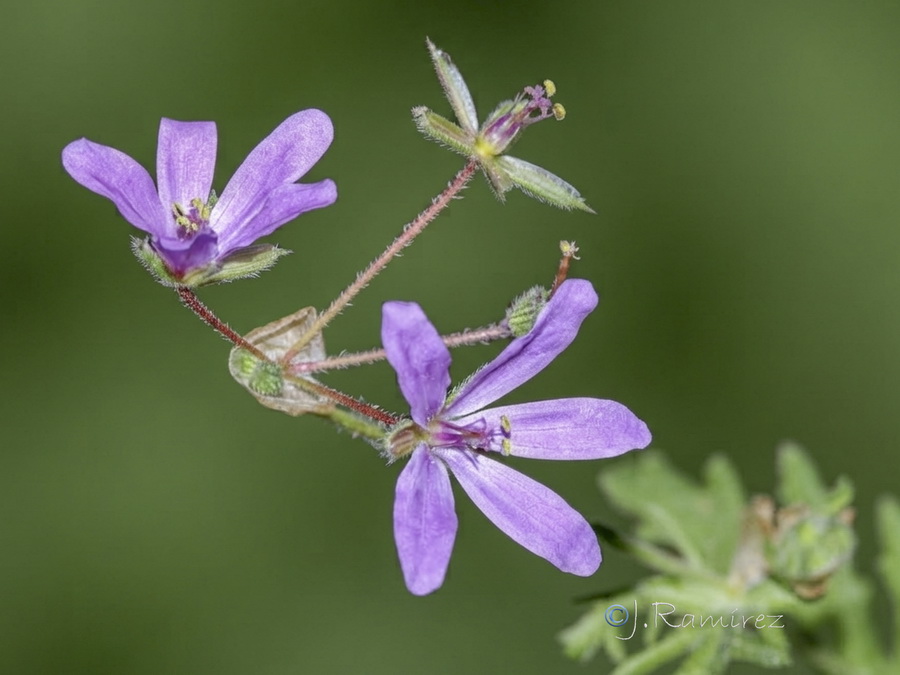 Erodium laciniatum.11b