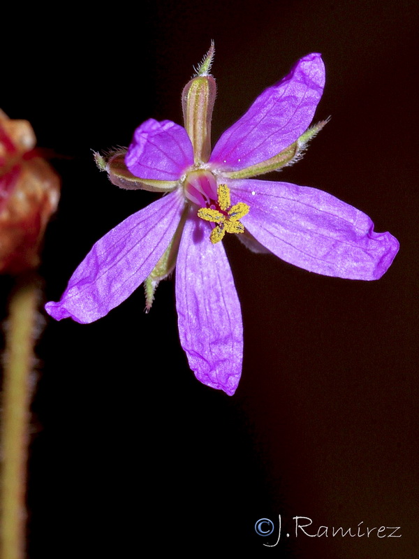 Erodium laciniatum.12