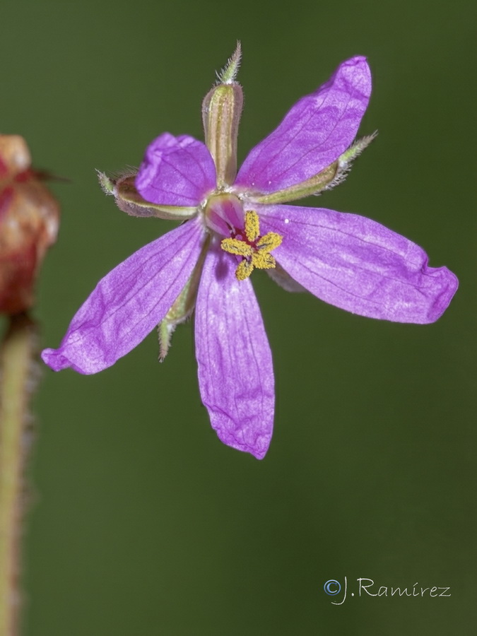 Erodium laciniatum.12b