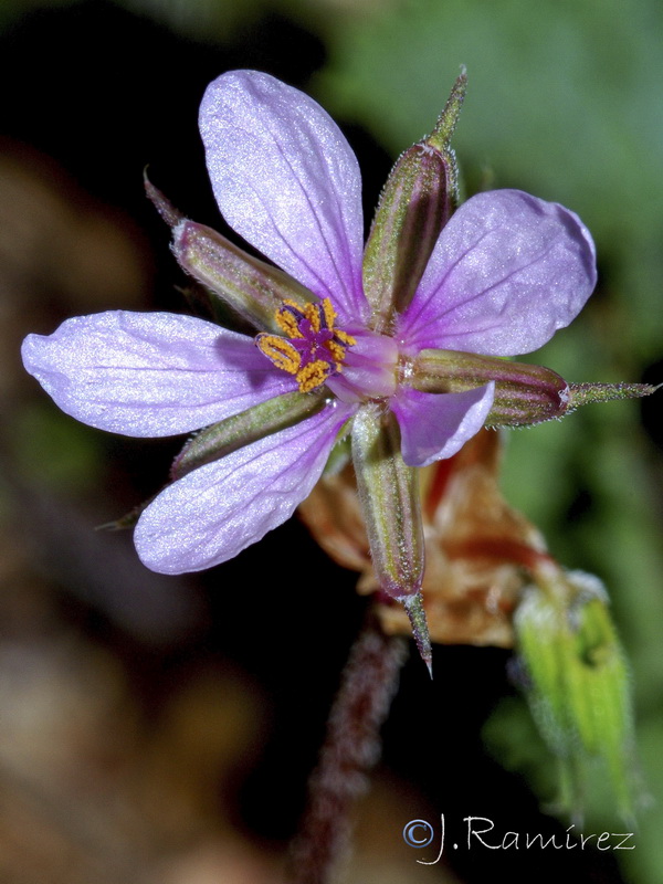 Erodium laciniatum.13