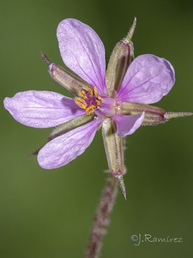 Erodium laciniatum.13b