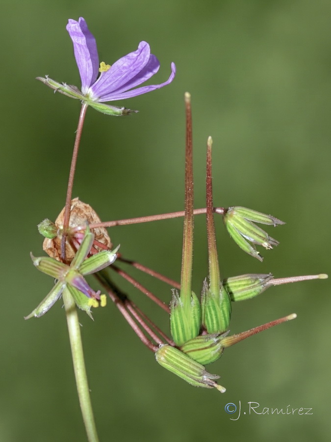 Erodium laciniatum.14b