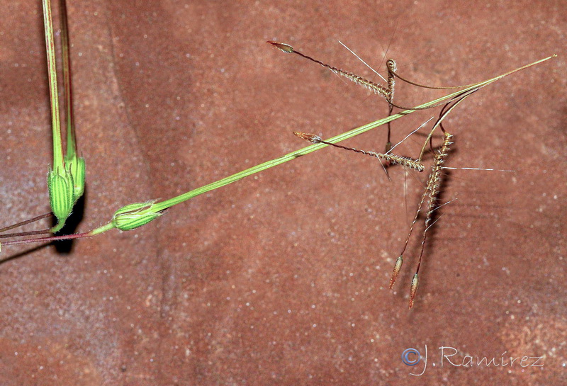 Erodium laciniatum.16