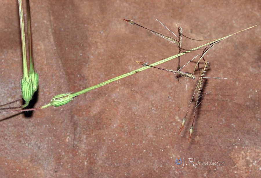 Erodium laciniatum.16b