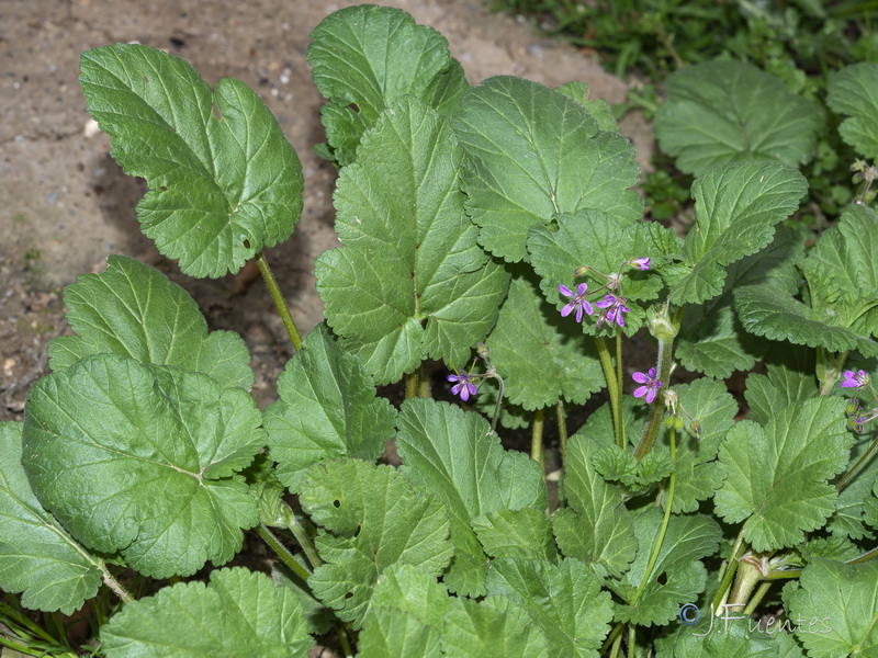 Erodium malacoides.01