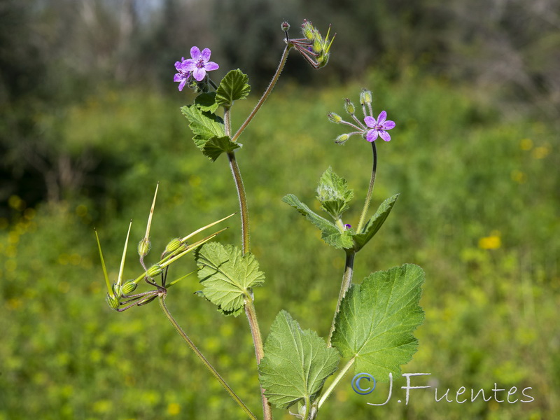 Erodium malacoides.09