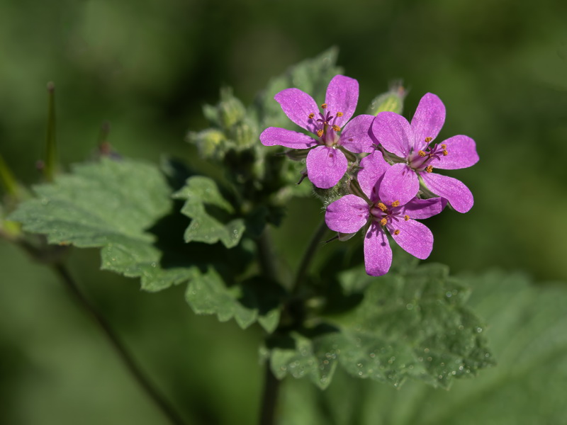 Erodium malacoides.10