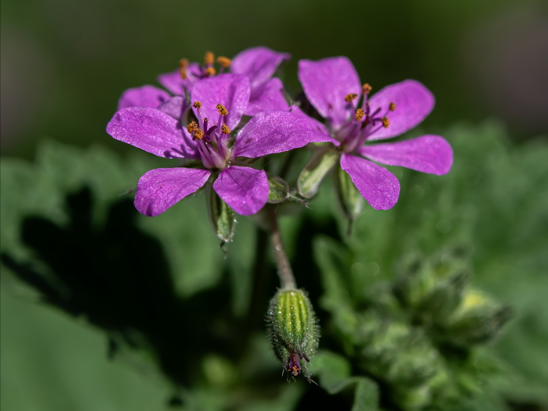 Erodium malacoides.13