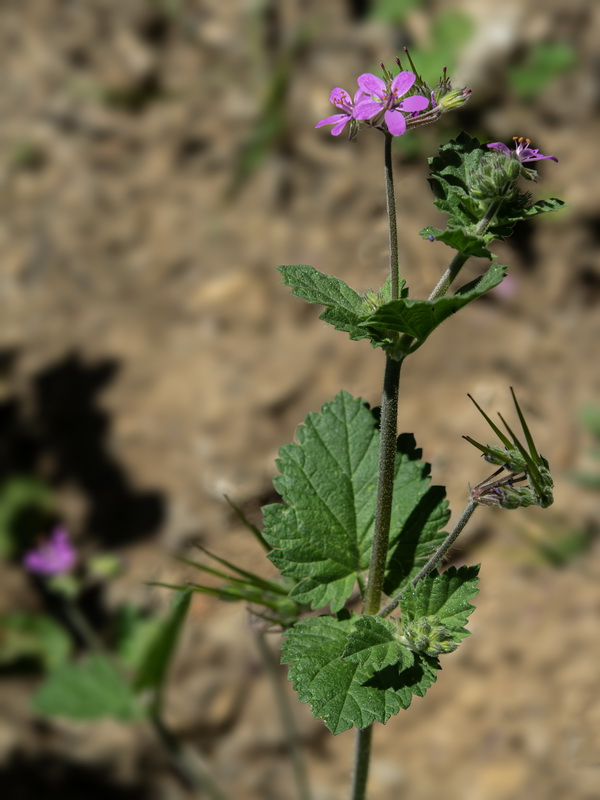 Erodium malacoides.12