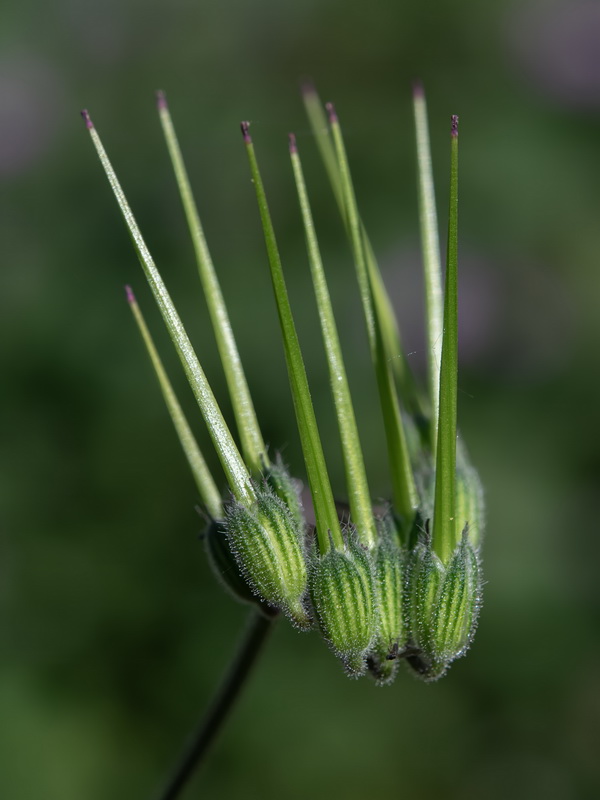 Erodium malacoides.13