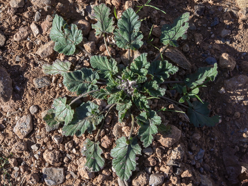 Erodium malacoides.14