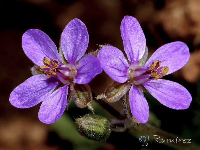 Erodium malacoides.14