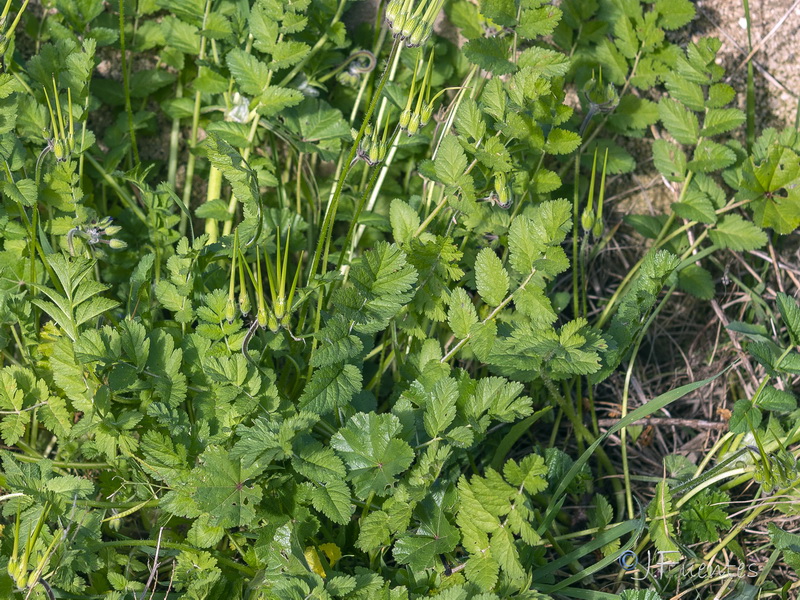 Erodium moschatum.02