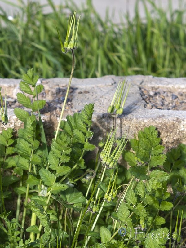 Erodium moschatum.03