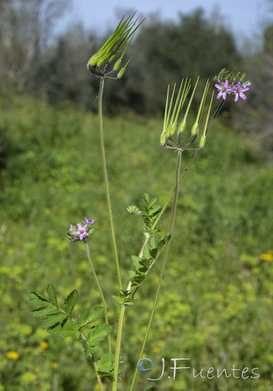 Erodium moschatum.04