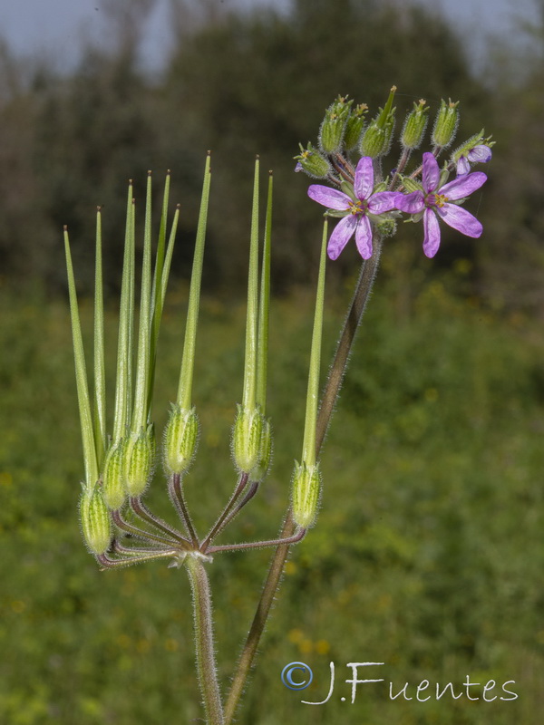 Erodium moschatum.05