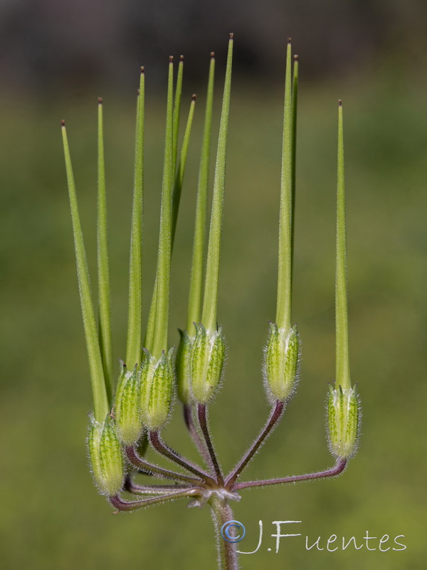 Erodium moschatum.06