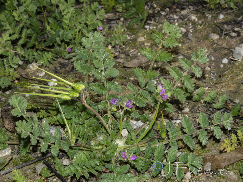 Erodium moschatum.01