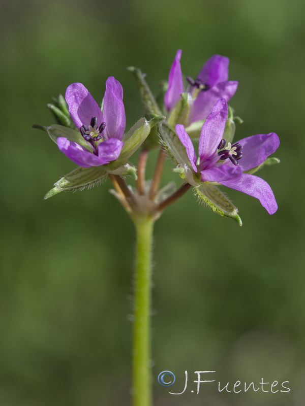 Erodium moschatum.09