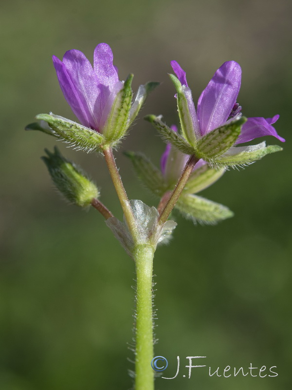 Erodium moschatum.10