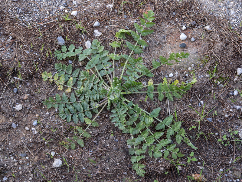 Erodium moschatum.11