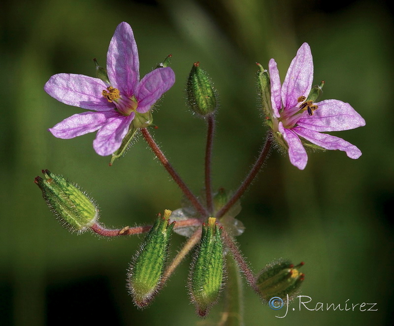 Erodium moschatum.11