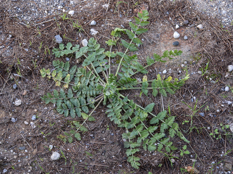 Erodium moschatum.11b