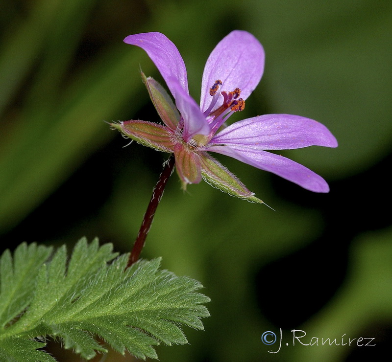 Erodium moschatum.13