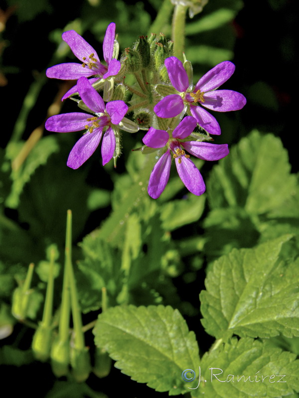 Erodium moschatum.14