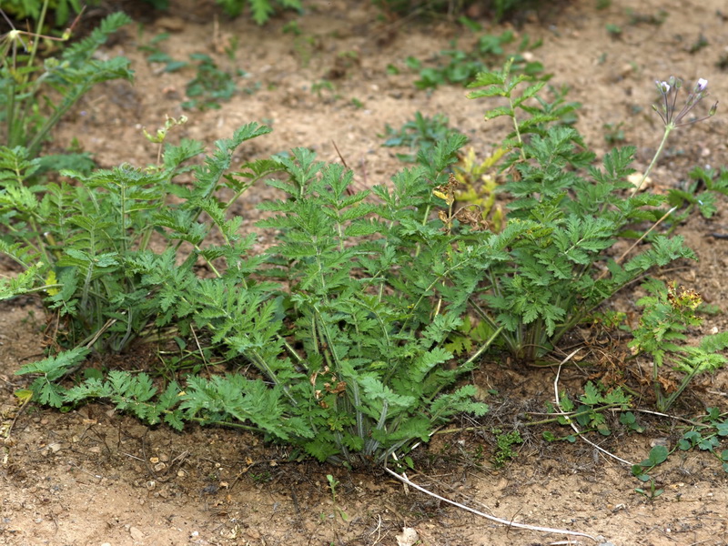 Erodium mouretii.01