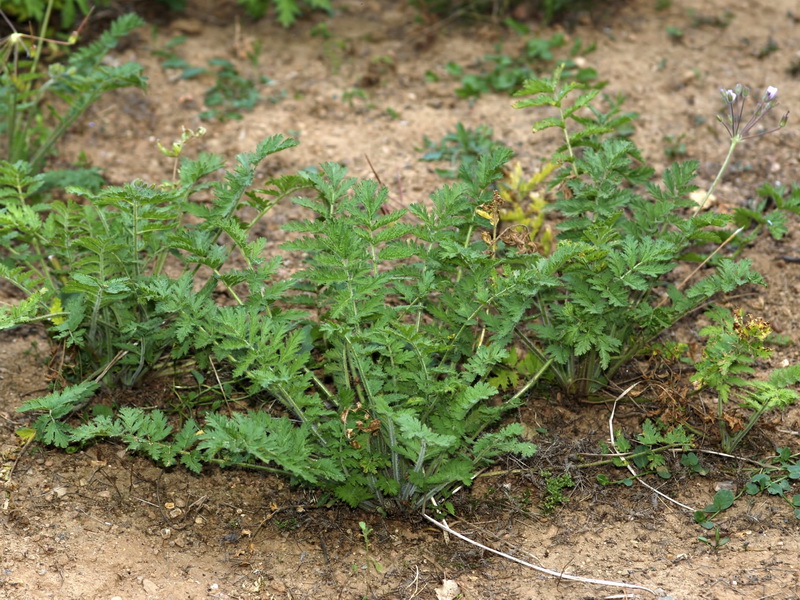 Erodium mouretii.01