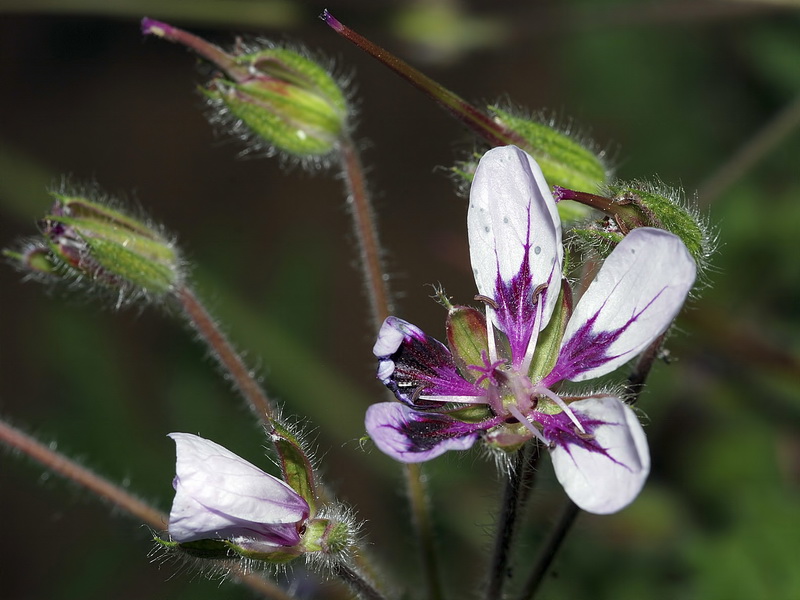 Erodium mouretii.05