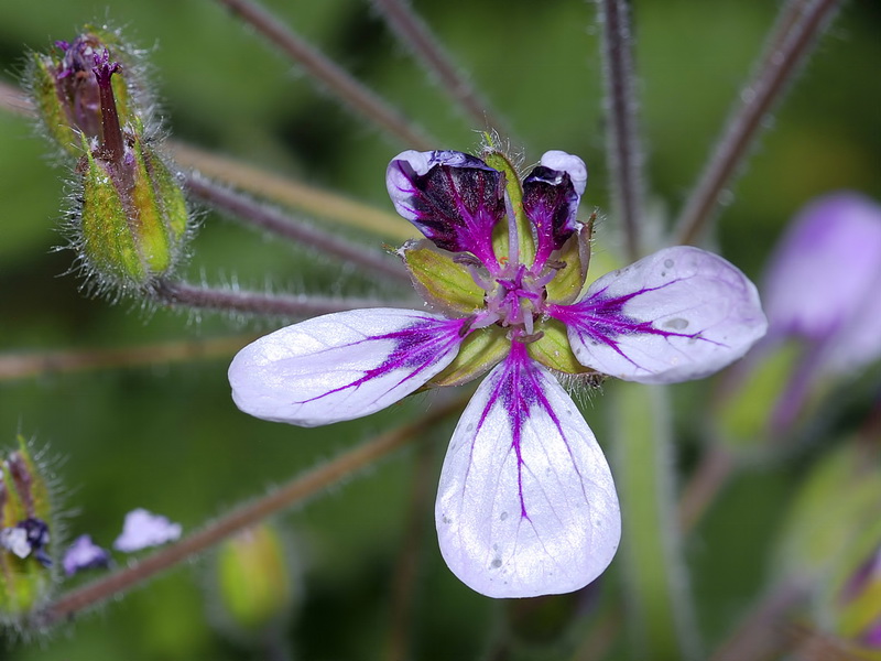 Erodium mouretii.06