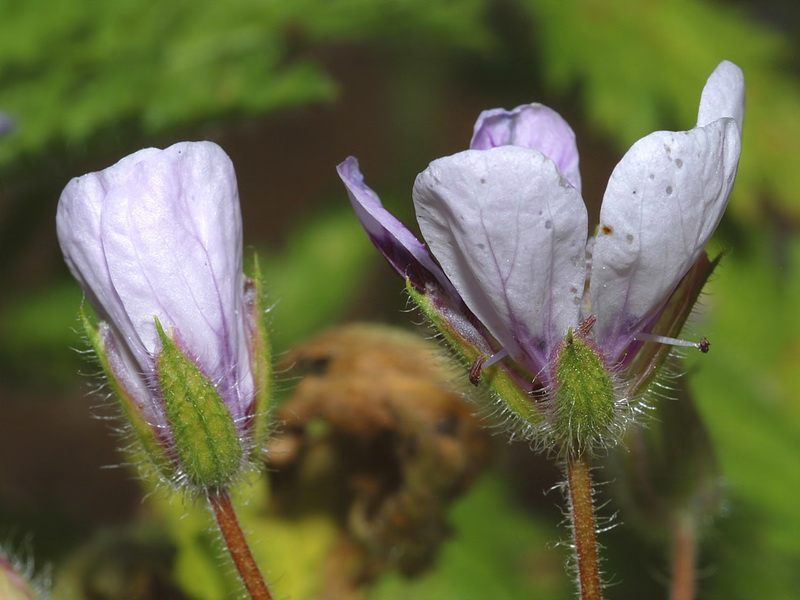 Erodium mouretii.09