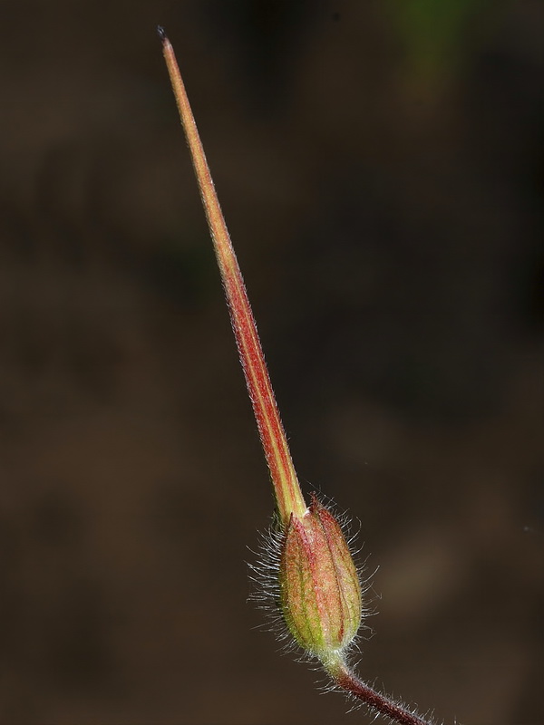 Erodium mouretii.10