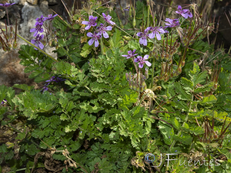 Erodium mouretii.11