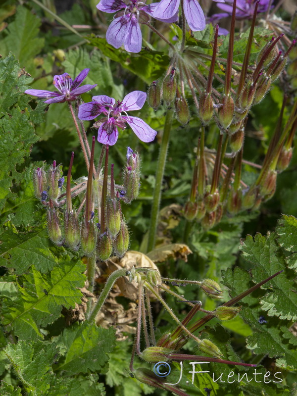 Erodium mouretii.16