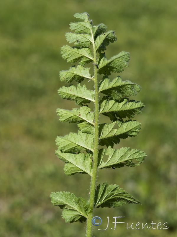 Erodium mouretii.17