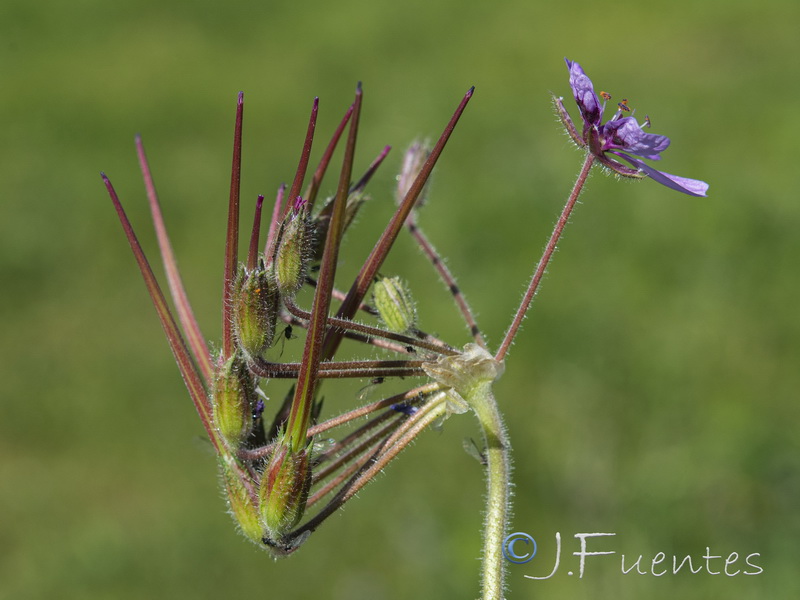 Erodium mouretii.20