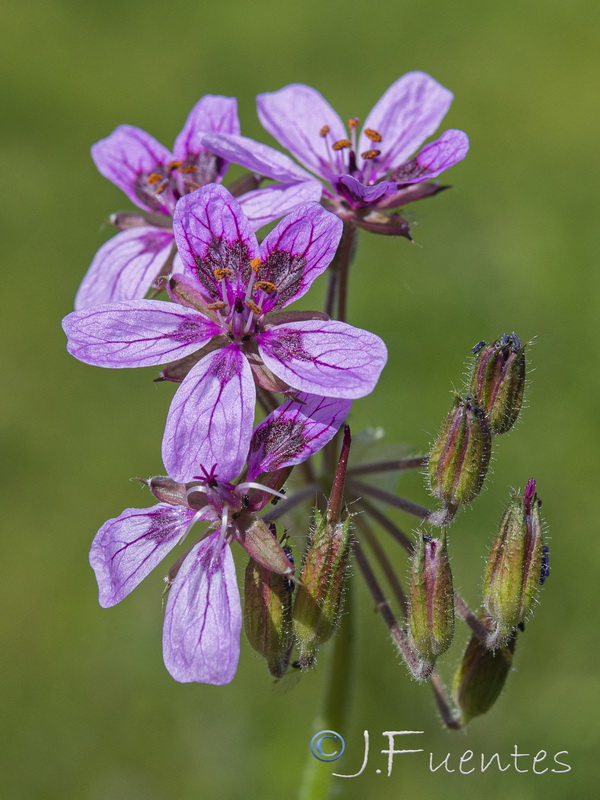 Erodium mouretii.21