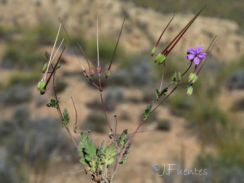 Erodium neuradifolium.01