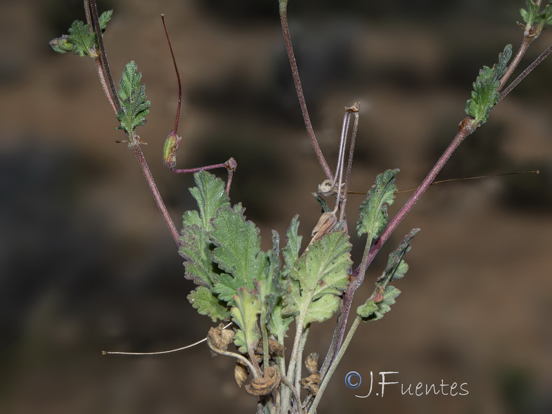 Erodium neuradifolium.02