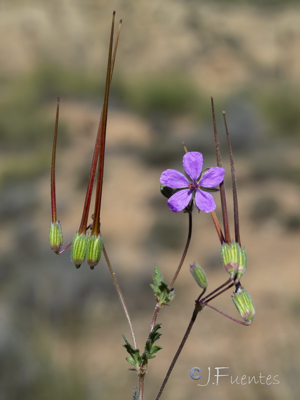 Erodium neuradifolium.03
