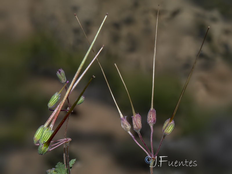 Erodium neuradifolium.04
