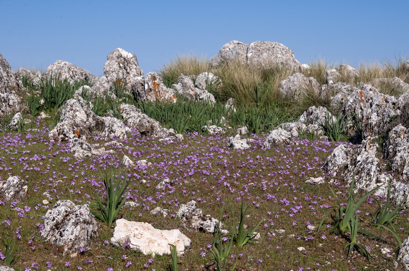 Erodium primulaceum.01