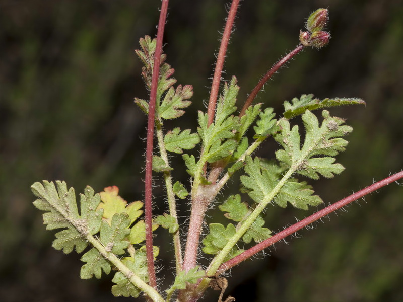 Erodium primulaceum.04