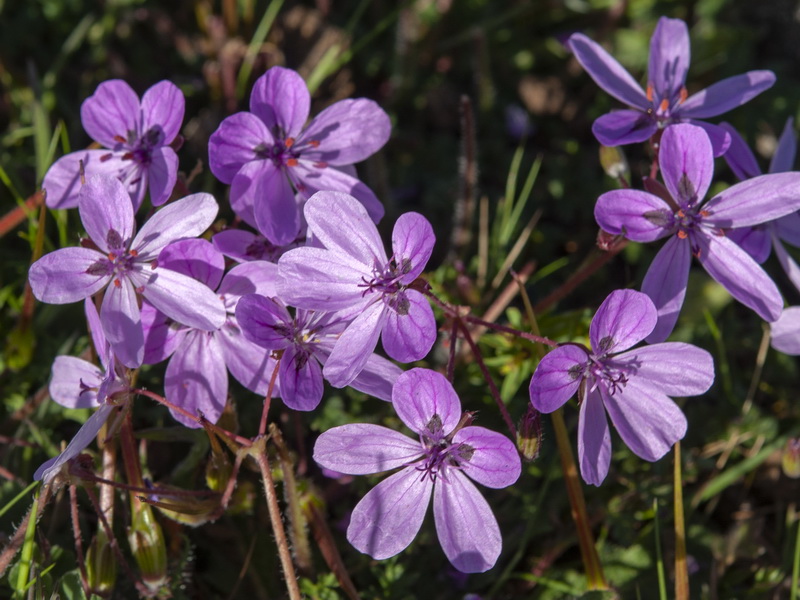 Erodium primulaceum.06