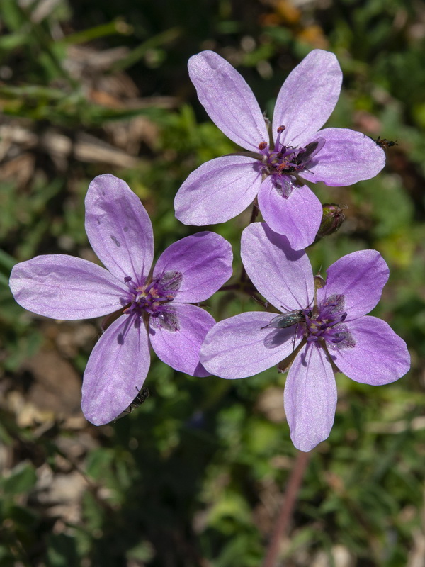 Erodium primulaceum.07