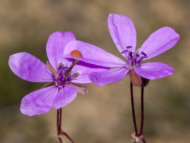 Erodium primulaceum.11