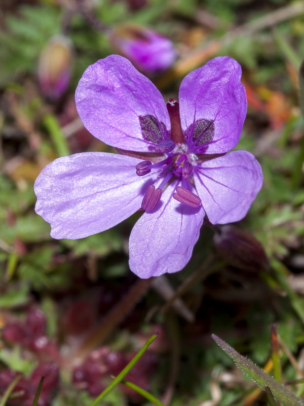 Erodium primulaceum.13